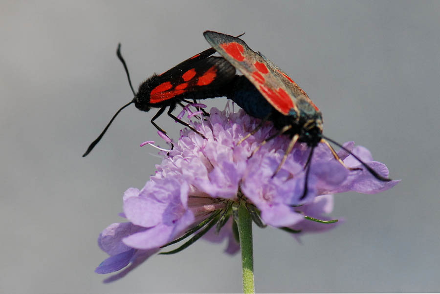 Zygaena loti?